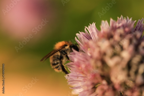 a honey bee collects nectar from a chives flower