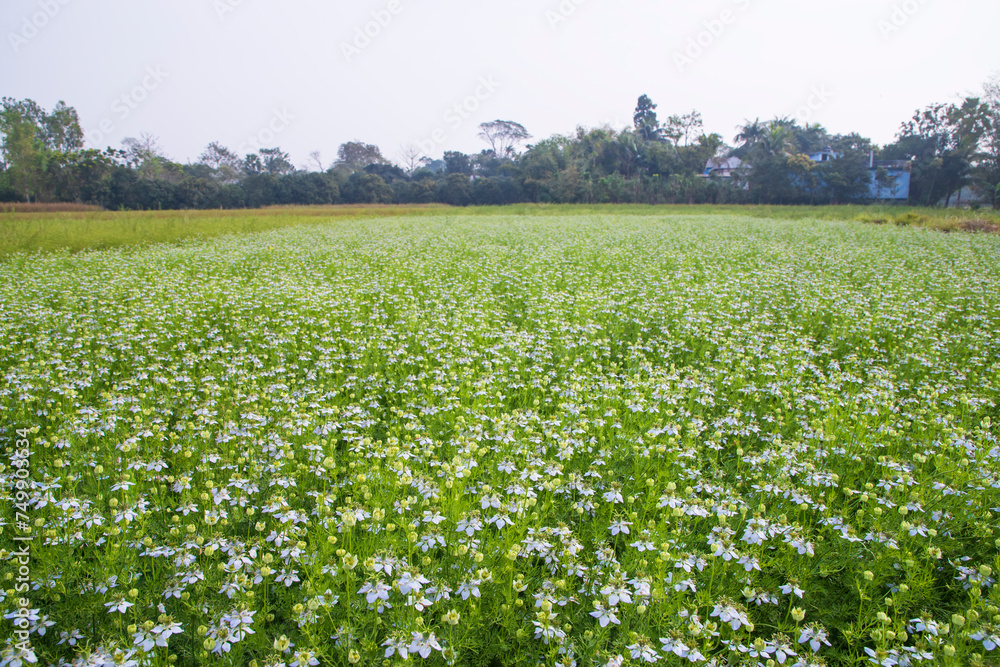 Blooming White Nigella sativa flowers in the field with blue sky. Natural Landscape view Blooming White Nigella sativa flowers in the field with blue sky. Natural Landscape view