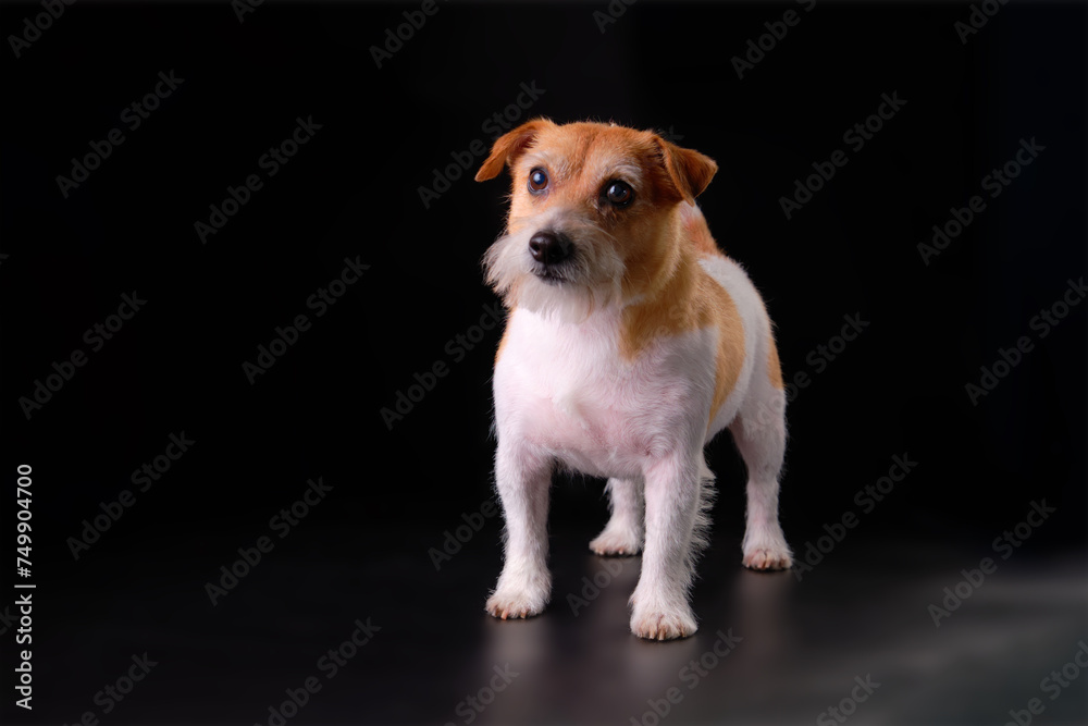 A Jack Russell Terrier dog with plucked fur after grooming on a black background