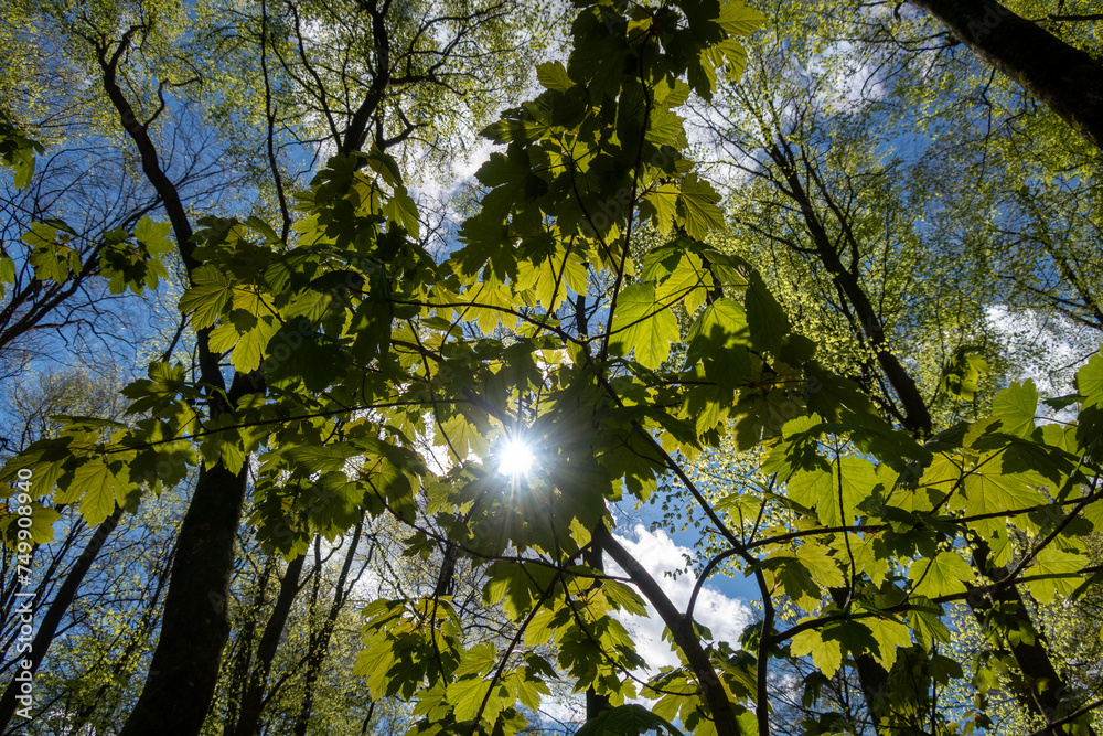 Obraz premium sun shining through trees in the forest