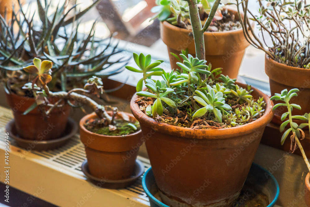 カフェに飾ってあるお洒落な観葉植物 カフェに飾ってあるお洒落な観葉植物