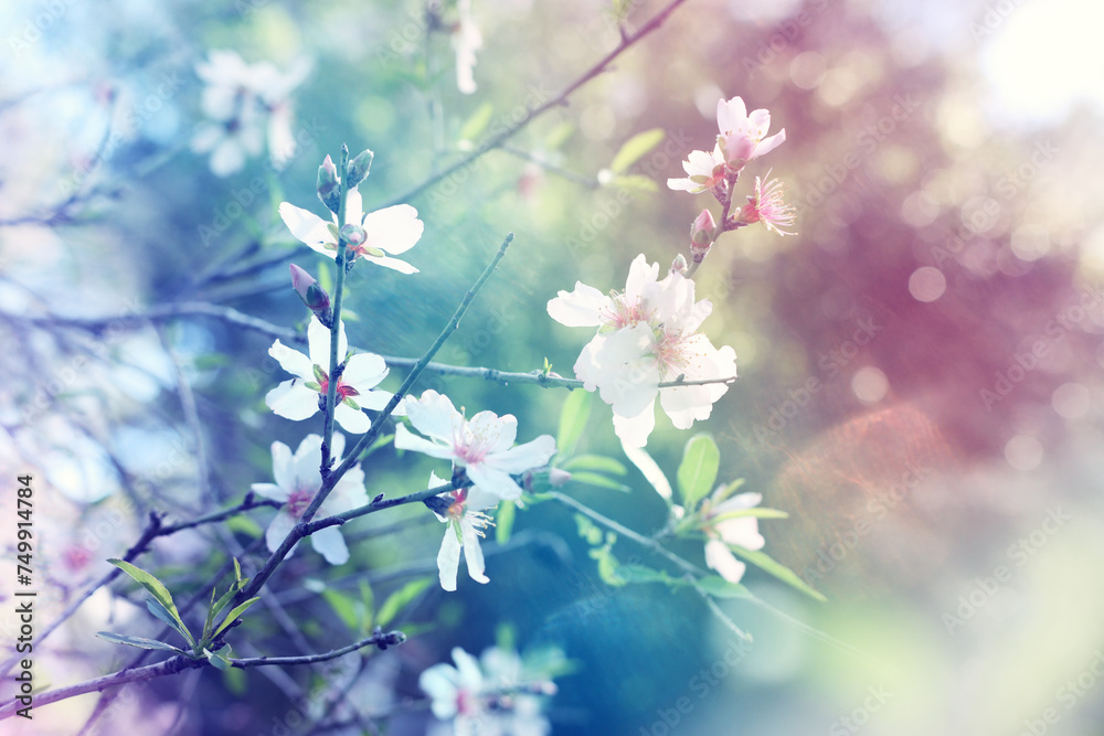 Cherry blossom in nature. Dreamy pastel colors