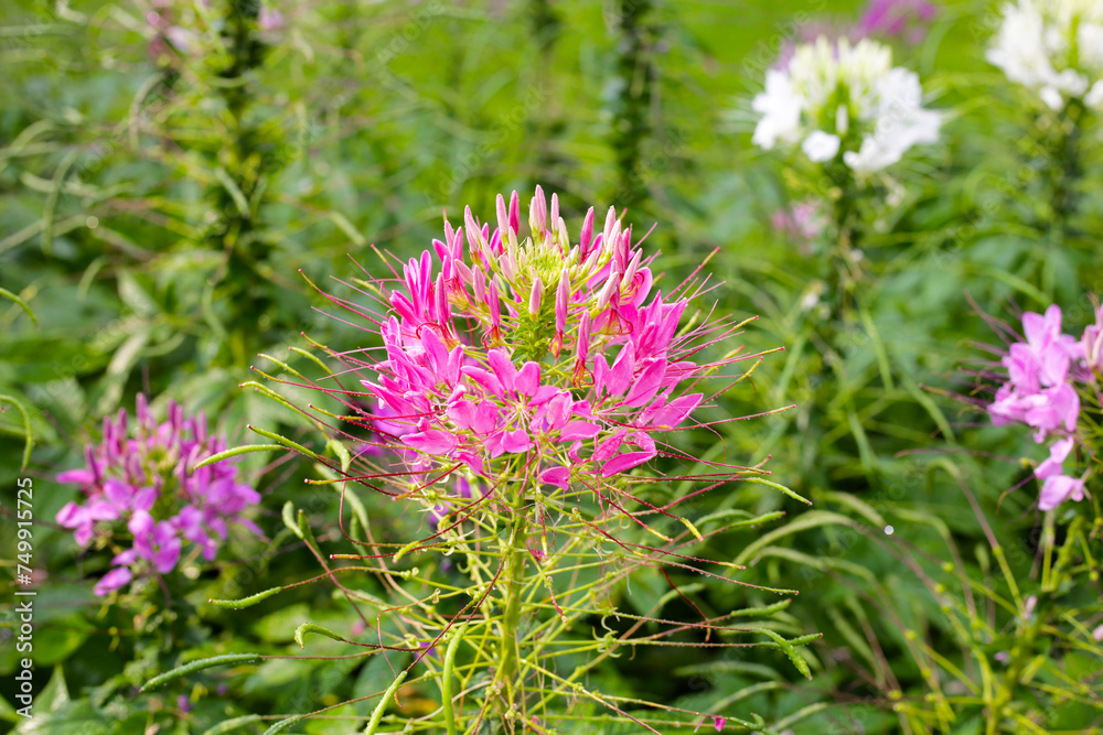 Fototapeta premium Cleome spinosa flower in the park