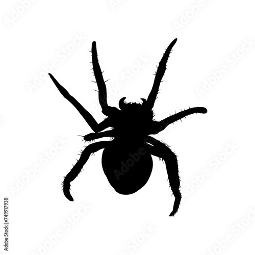 silhouette of spider isolated