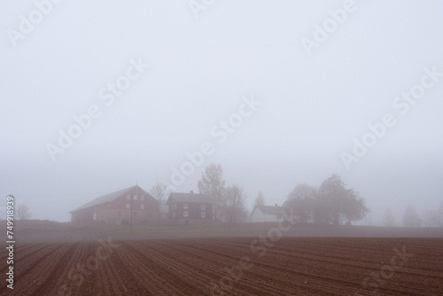 foggy fields
