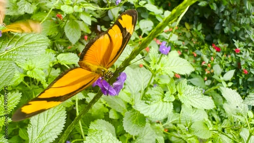 Close up of orange butterfly julia Heliconian moving around a flower
 photo