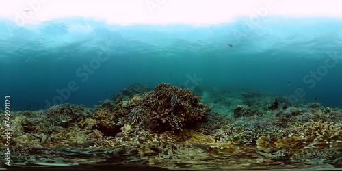 Coral garden underwater, tropical fish scene. Marine life under the sea. Monoscopic image.
