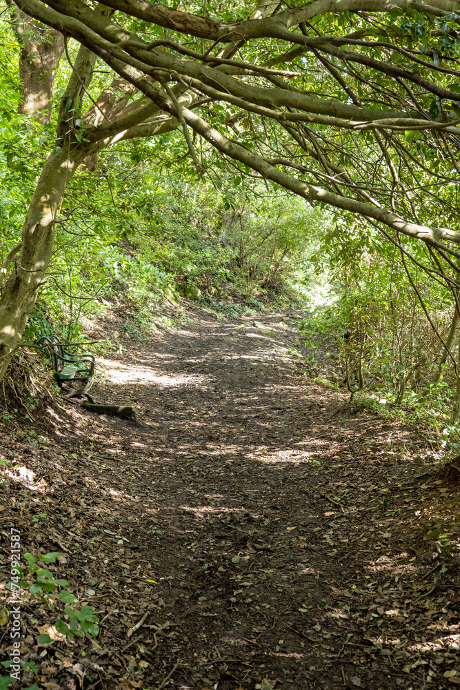 A muddy path meanders through a forest-like wooded area with leaves lying on the ground and sunlight breaking through the trees A muddy path meanders through a forest-like wooded area with leaves lying on the ground and sunlight breaking through the trees