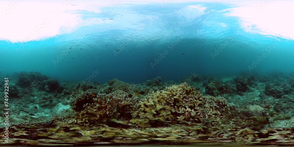 Tropical corals underwater life scene. Fish and corals garden. 360-Degree view.