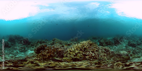 Tropical corals underwater life scene. Fish and corals garden. 360-Degree view.