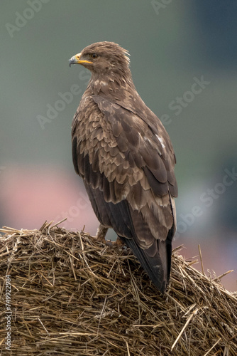 Lesser Spotted Eagle