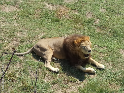 Male lion lying in a green clearing basking in the sun