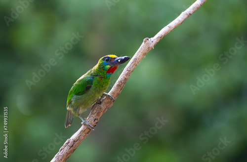  Beautiful green bird in nature Red-throated Barbet
