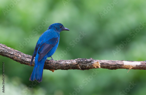 Beautiful bright blue bird in nature. Asian Fairy-bluebird (Irena puella)