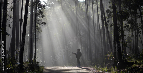 Photographer is taking photo while exploring in the pine forest for with strong ray of sun light inside the misty pine forest for photography and silhouette photo