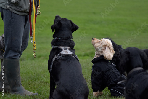 A group of well behaved dogs are sitting together focusing on their dog handler waiting for a food reward - Dog walking, Pet Sitting, Day Care, Puppy School