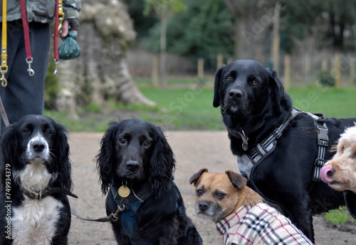 A group of well behaved dogs are sitting together focusing on their dog handler waiting for a food reward - Dog walking, Pet Sitting, Day Care, Puppy School