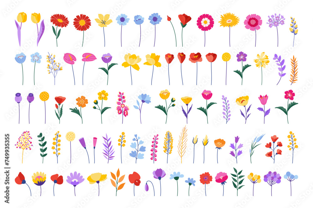 Colourful floral set. Blossom flower, wildflower in flat design style. Spring and summer meadow plants, vector illustration