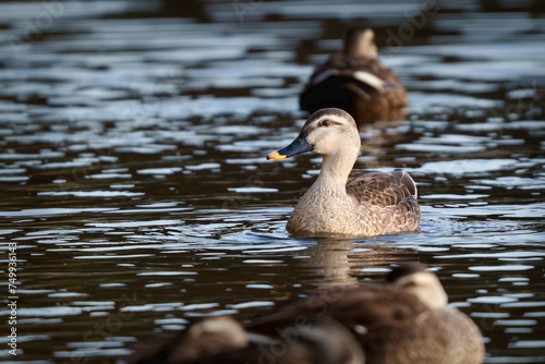 Mallard swimming at lake photo