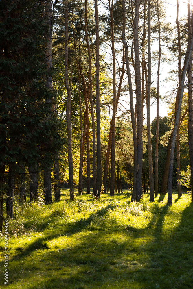 Fototapeta premium Landscape sunny day in city park nature