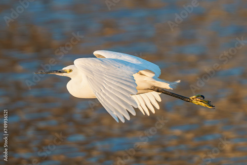 flying little egret