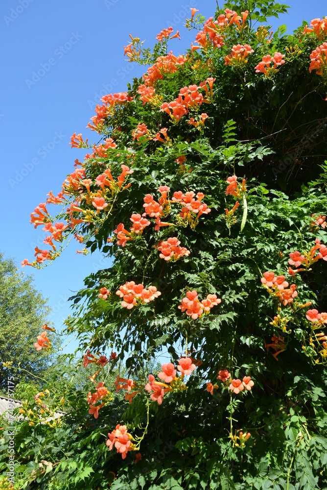 Orange red oblong flowers of campsis with green leaves against the background of a green bush.
