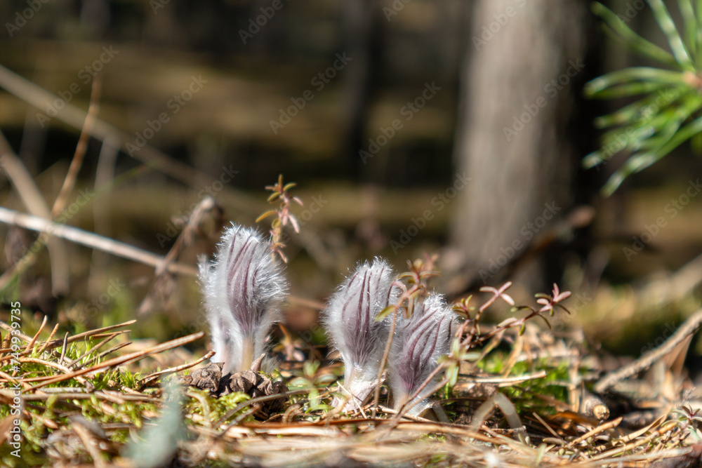 Fototapeta premium Small white and fluffy flowers on a forest background