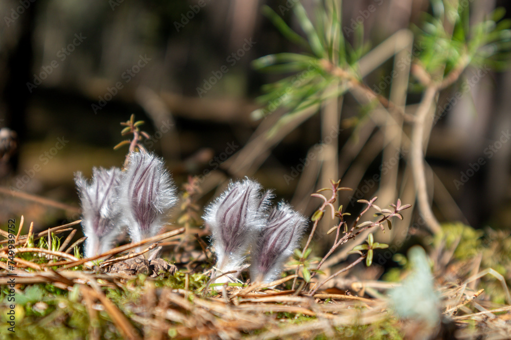 Small white and fluffy flowers on a forest background
Small white and fluffy flowers on a forest background