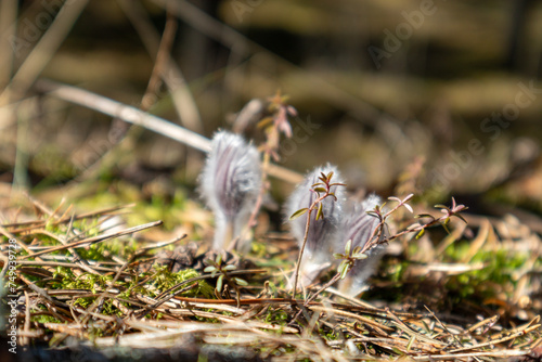  Small white and fluffy flowers on a forest background