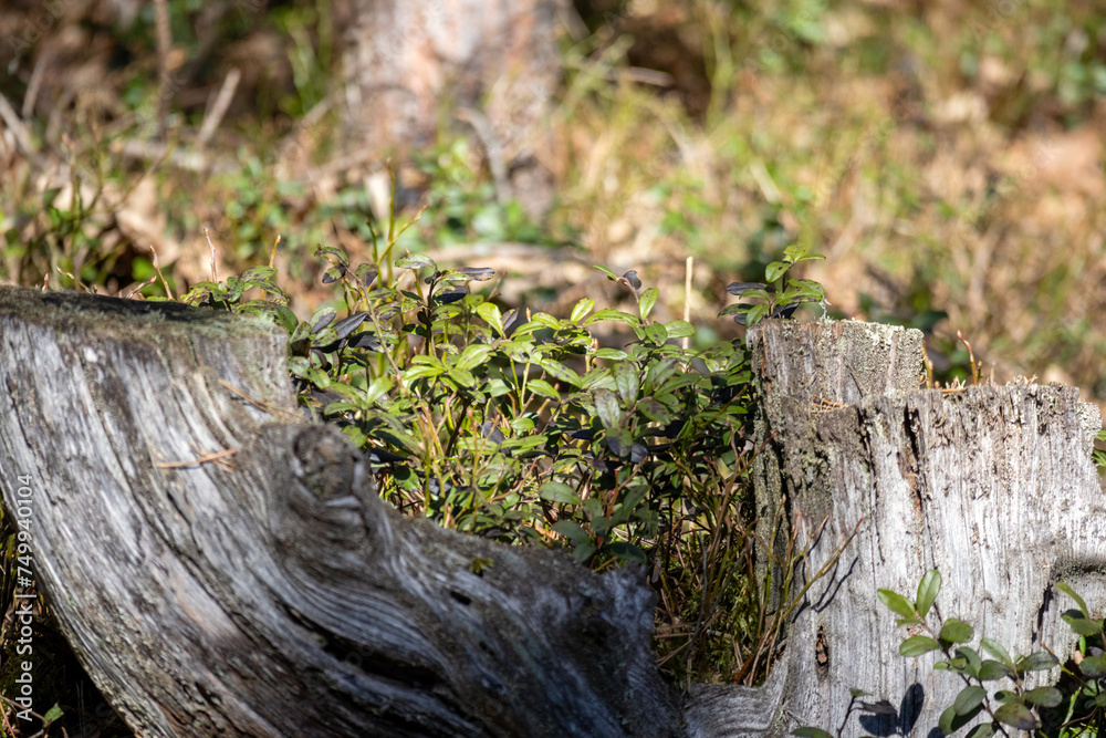 Green lingonberry mint grows on the trunk of an old tree
Green lingonberry mint grows on the trunk of an old tree