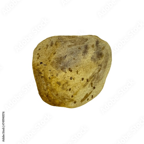 Potato brown fresh tuber a watercolor illustration
