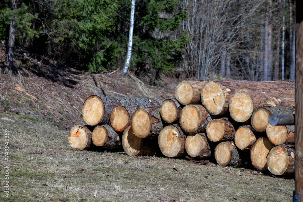 
Sawn logs are stacked in a chup to be taken away