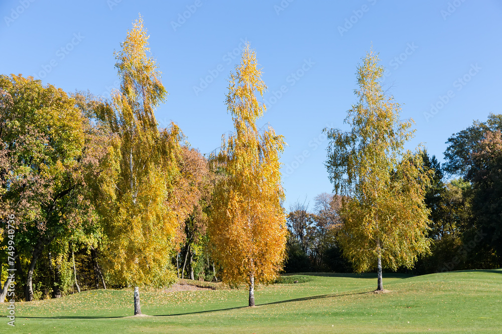 Birches with autumn leaves separately growing on lawn in park