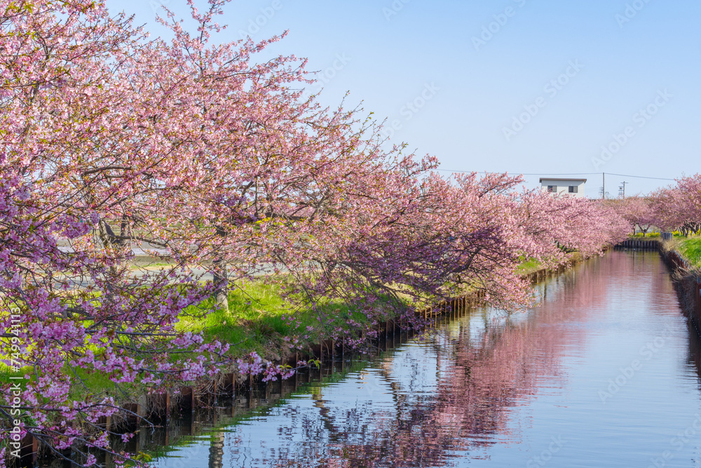リフレクションが綺麗な河津桜(三重県松阪市・笠松河津桜ロード) リフレクションが綺麗な河津桜(三重県松阪市・笠松河津桜ロード)