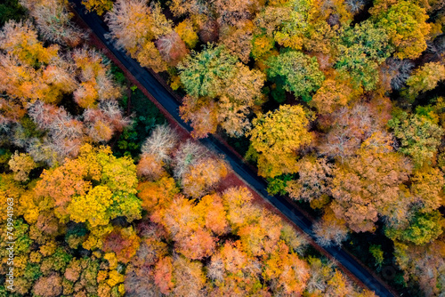 Vue aérienne d'une forêt en automne (Thomery, Seine et Marne)