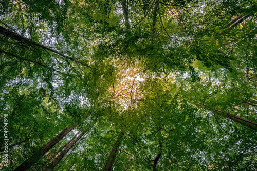 Vue en contreplongée de la canopée d'une forêt (forêt de Fontainebleau, à Thomery, Seine et Marne)