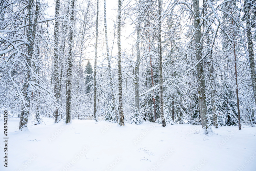 Beautiful winter landscape with snow covered trees in the forest. Christmas background. Beautiful winter landscape with snow covered trees in the forest. Christmas background.