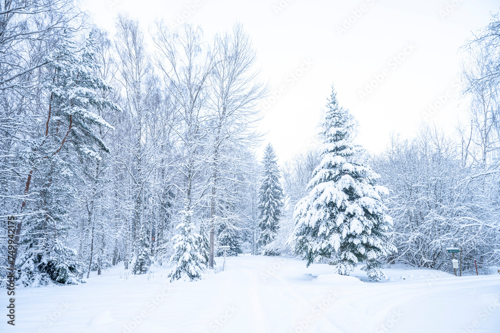 Beautiful winter landscape with snow covered trees in the forest. Christmas background. Beautiful winter landscape with snow covered trees in the forest. Christmas background.
