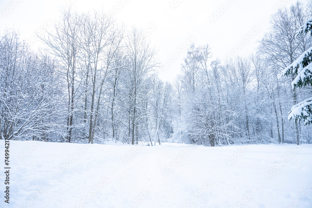 Beautiful winter landscape with snow covered trees in the forest. Christmas background. Beautiful winter landscape with snow covered trees in the forest. Christmas background.