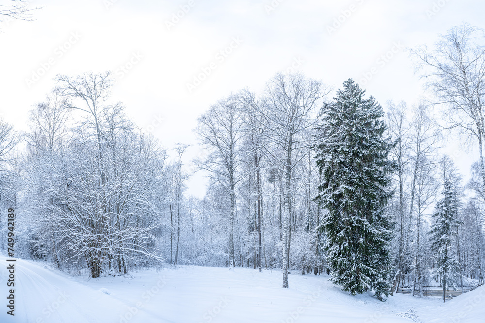 Beautiful winter landscape with snow covered trees in the forest. Christmas background.