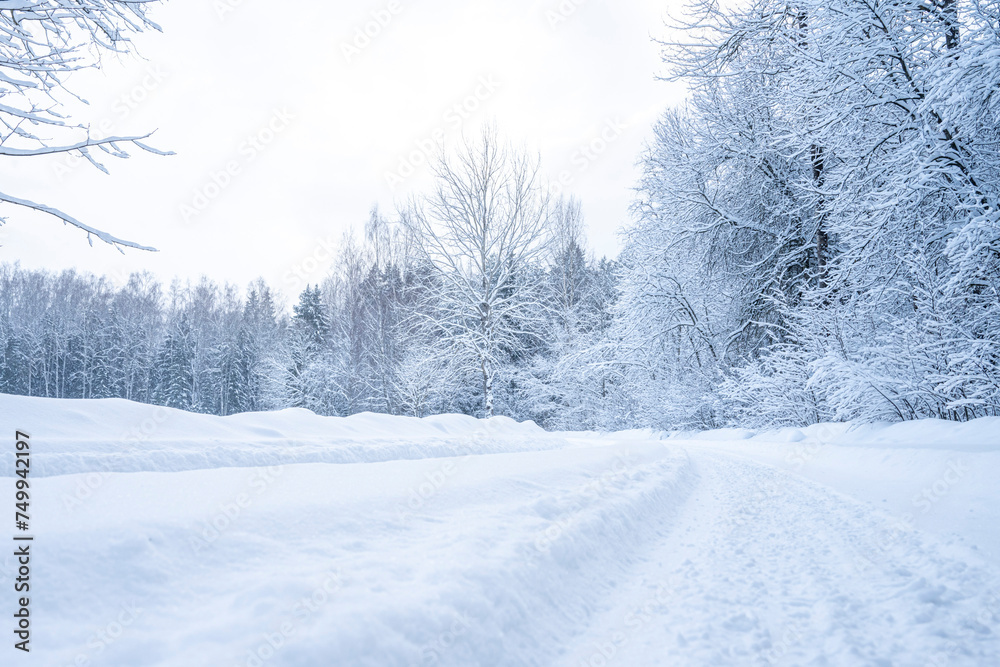 Obraz premium Beautiful winter landscape with snow covered trees in the forest. Christmas background.