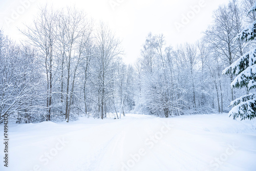 Beautiful winter landscape with snow covered trees in the forest. Christmas background.