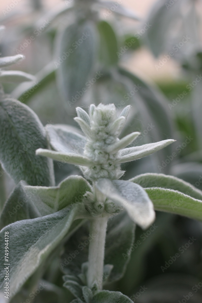 A white plant growing in the sunny garden. A white plant growing in the sunny garden.
