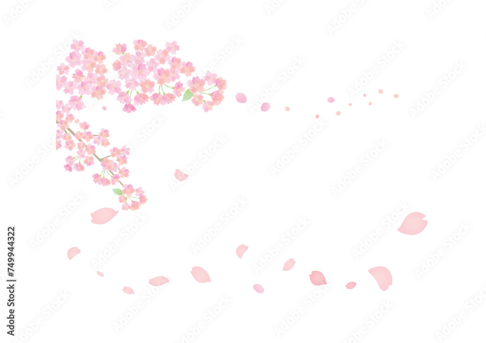 花びら舞い散る桜の背景イラスト　背景白
