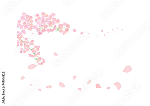 花びら舞い散る桜の背景イラスト 背景白