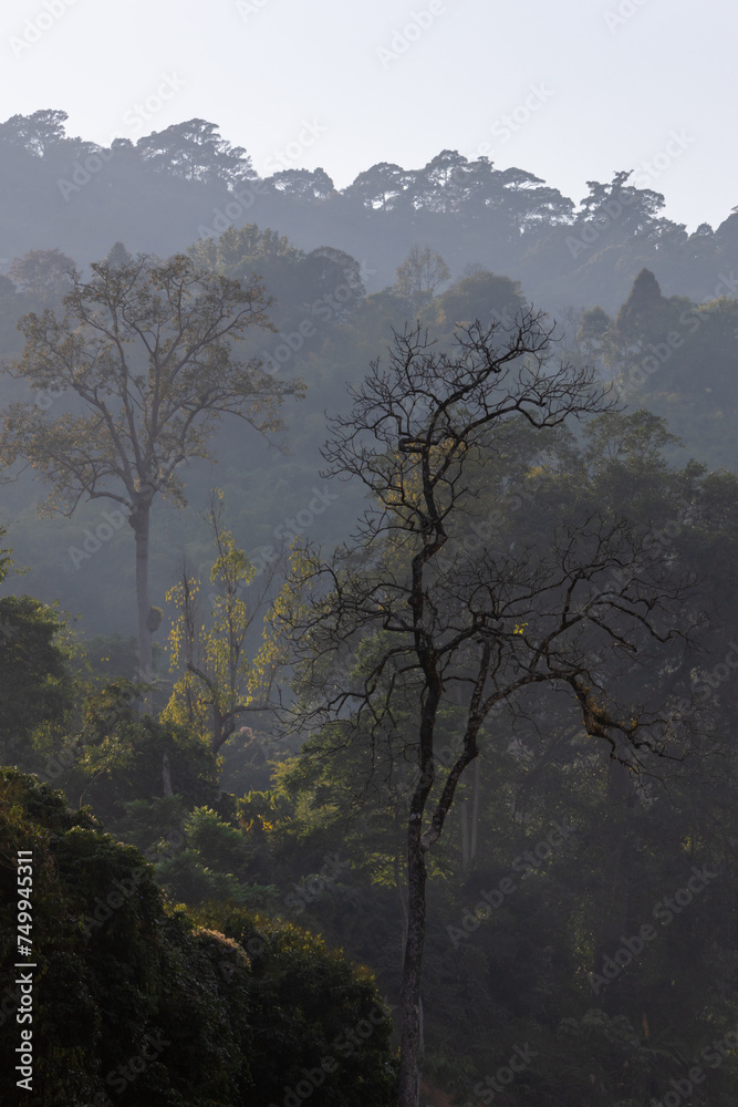 selective focus leafless summer trees in the forest in Thailand There is dust and smoke from forest fires.