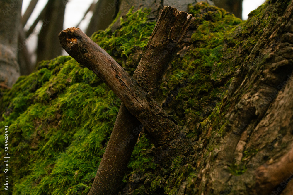 Fototapeta premium croce di legno