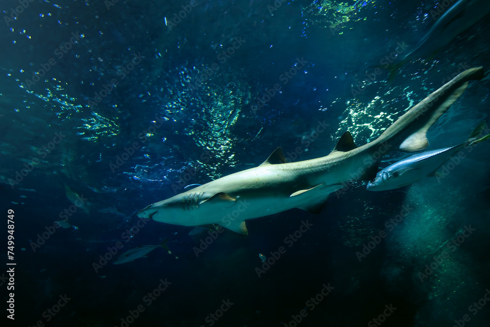 Fototapeta premium Sand Tiger Shark (Carcharias taurus)