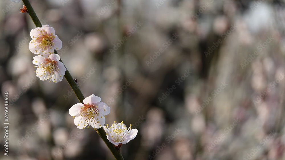 梅の花 梅の花