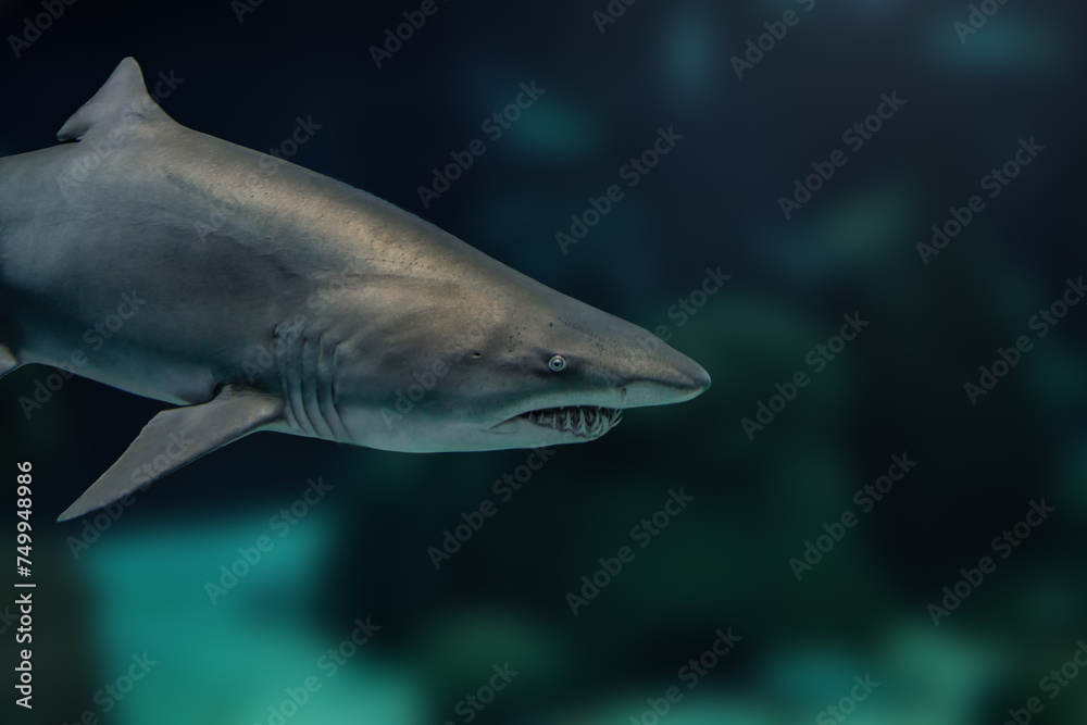 Naklejka premium Sand Tiger Shark (Carcharias taurus)